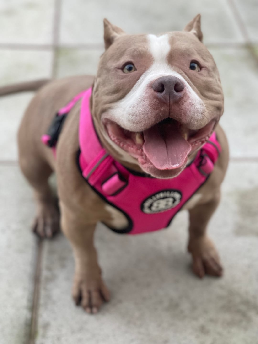 Customer photo review of Comfort Premium Harness | Non Restrictive - Magenta