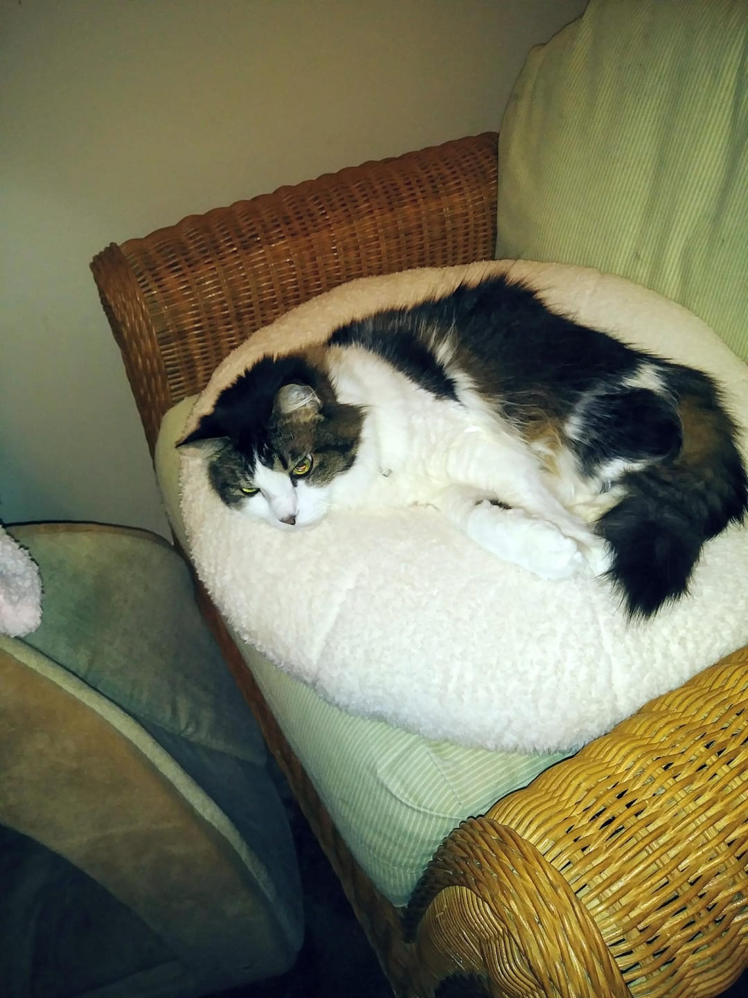 Customer photo review of Marshmallow Pudding Bed