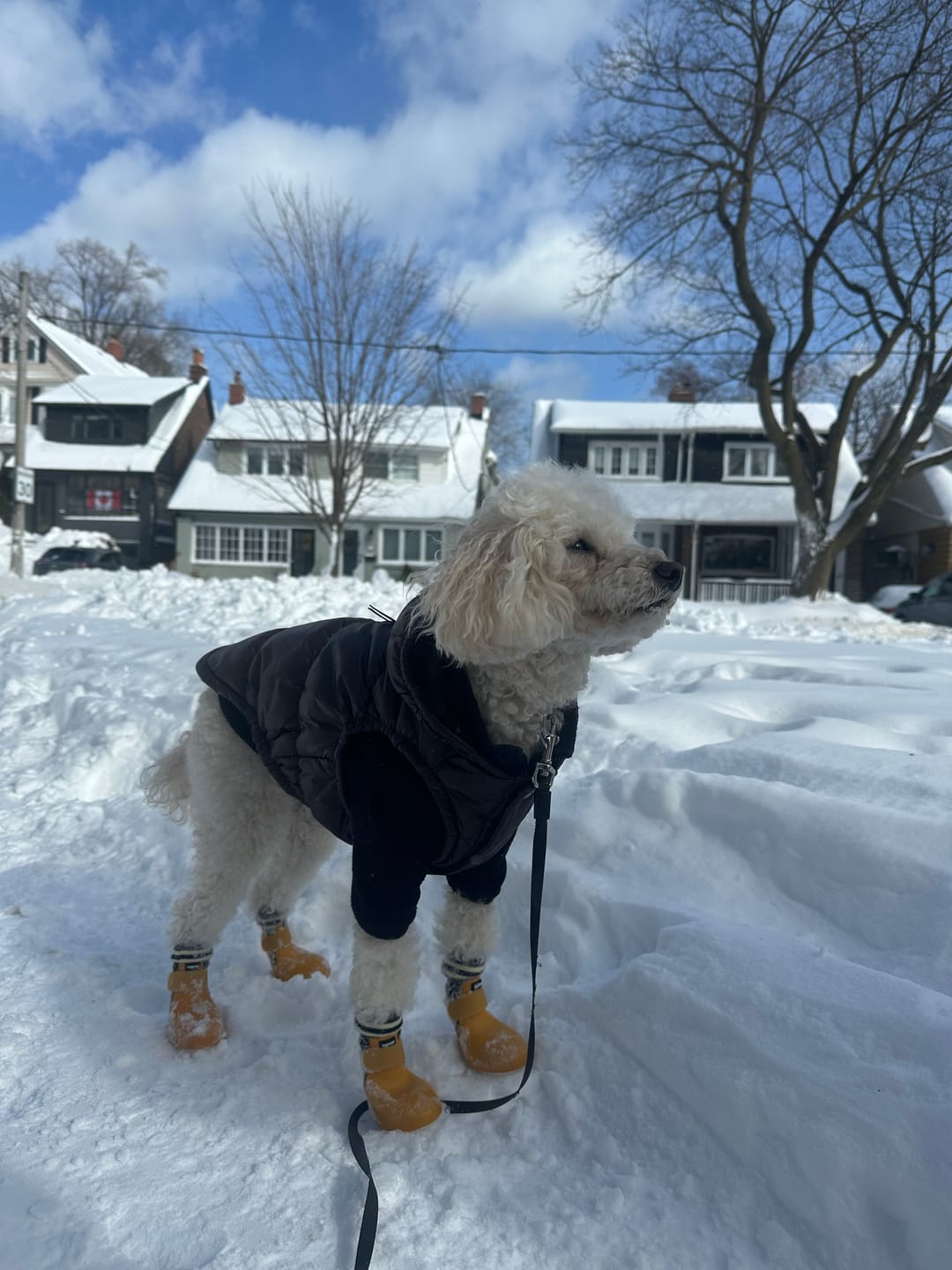 Customer photo review of WagWarmers