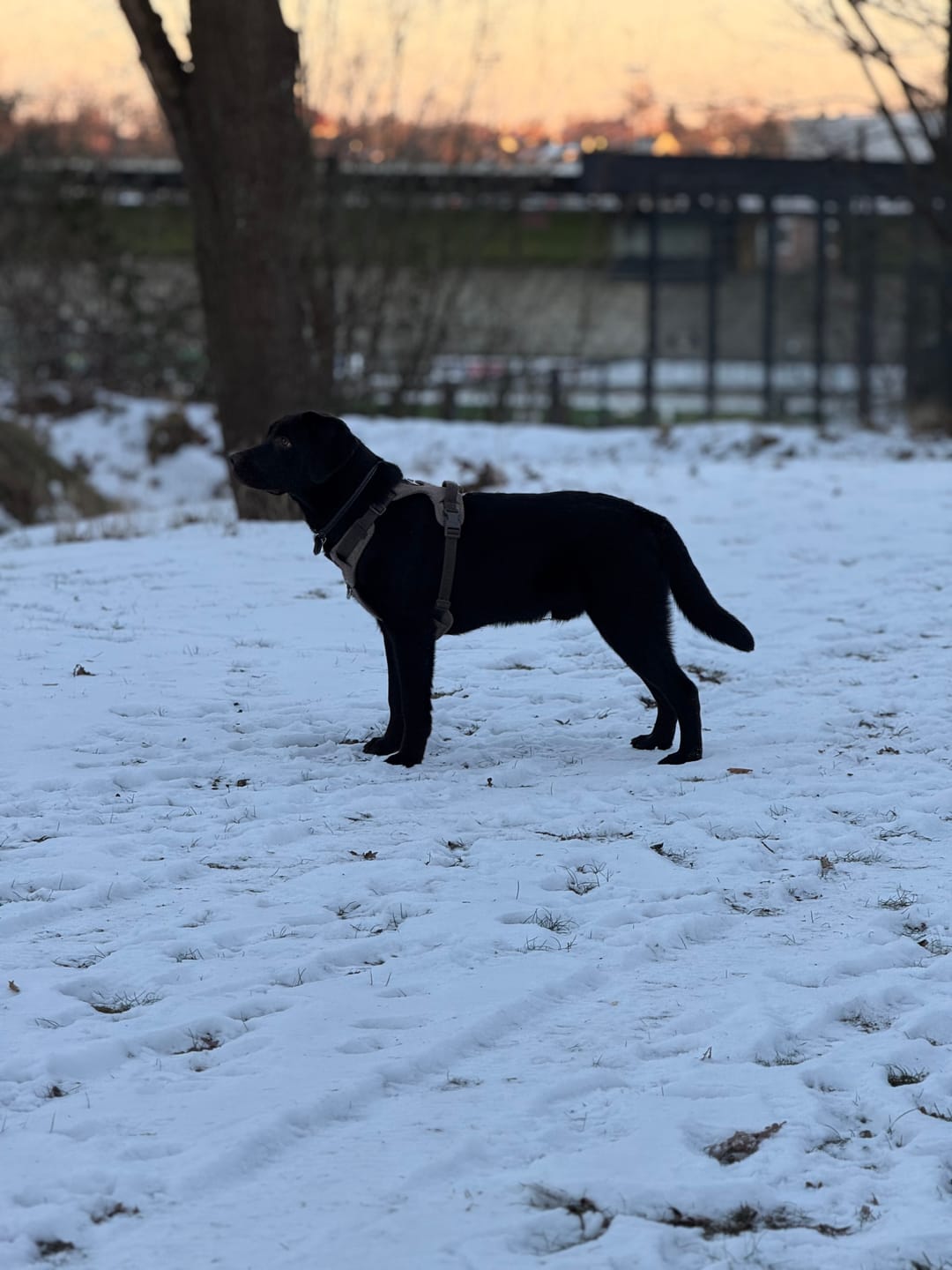 Customer photo review of Staey - Elma Hundesele, Mocca