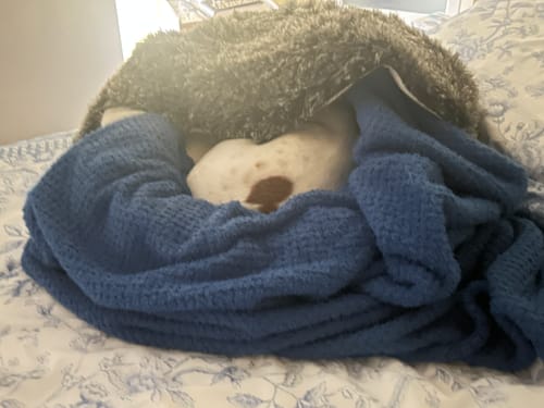 Customer photo review of PaWz Removable Cover Pet Calming Bed