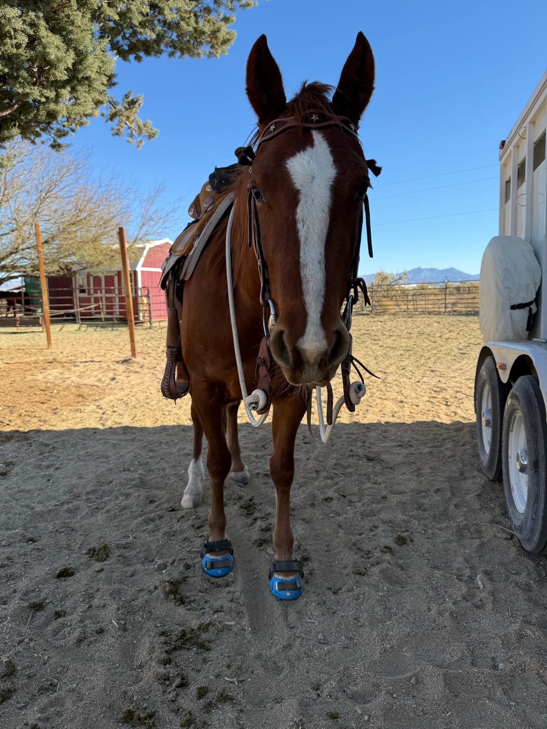Customer photo review of Renegade® Viper™ Hoof Boot - Blue Sapphire