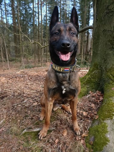 Customer photo review of Neoprene Dog Collar with Name - XL | 4Kyon
