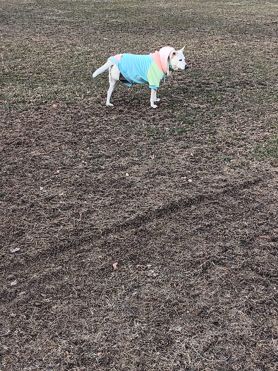 Customer photo review of Jelly Bean Dog Hoodie