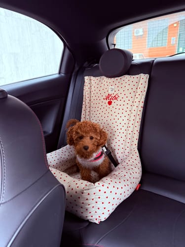 Customer photo review of Seggiolino Auto Little Love Heart