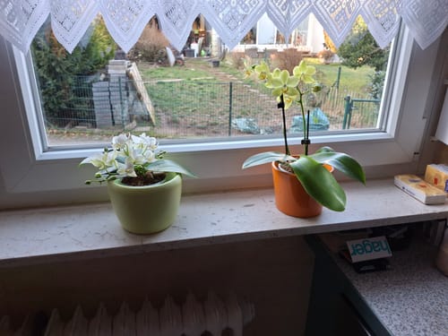 Customer photo review of Bonsaiorchidee Nazare mit weißen Blüten und 3+ Rispen