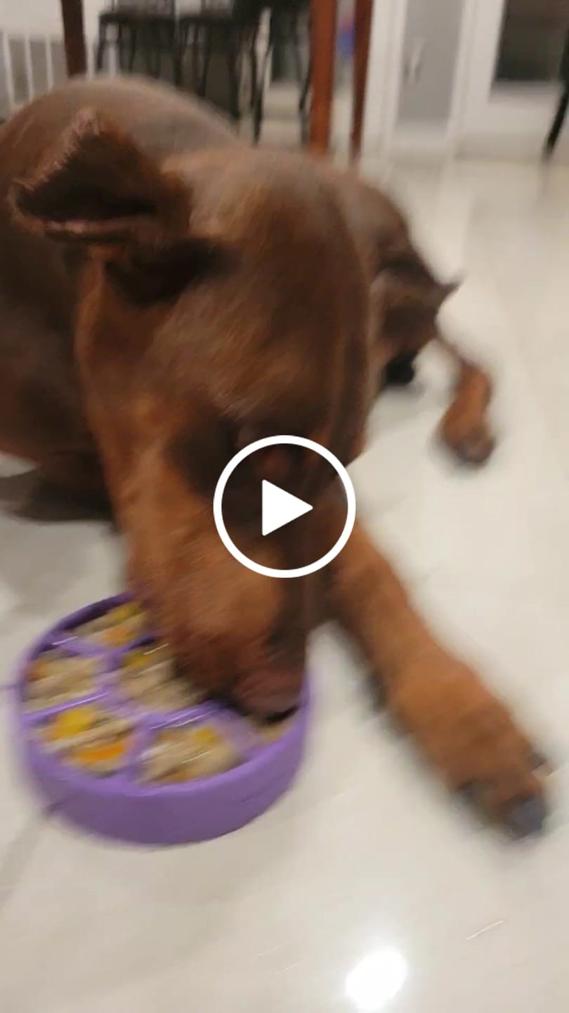 Customer video review of FreezWheel - Durable Interactive Chew