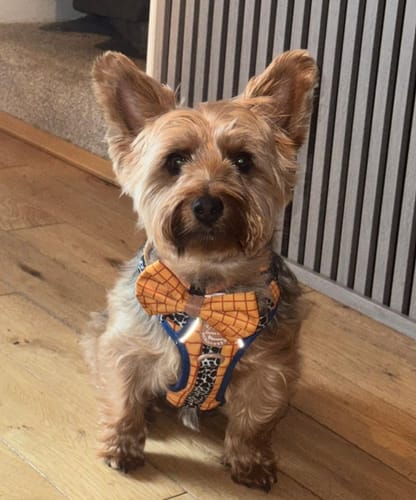 Customer photo review of Disney© Lead - Woody