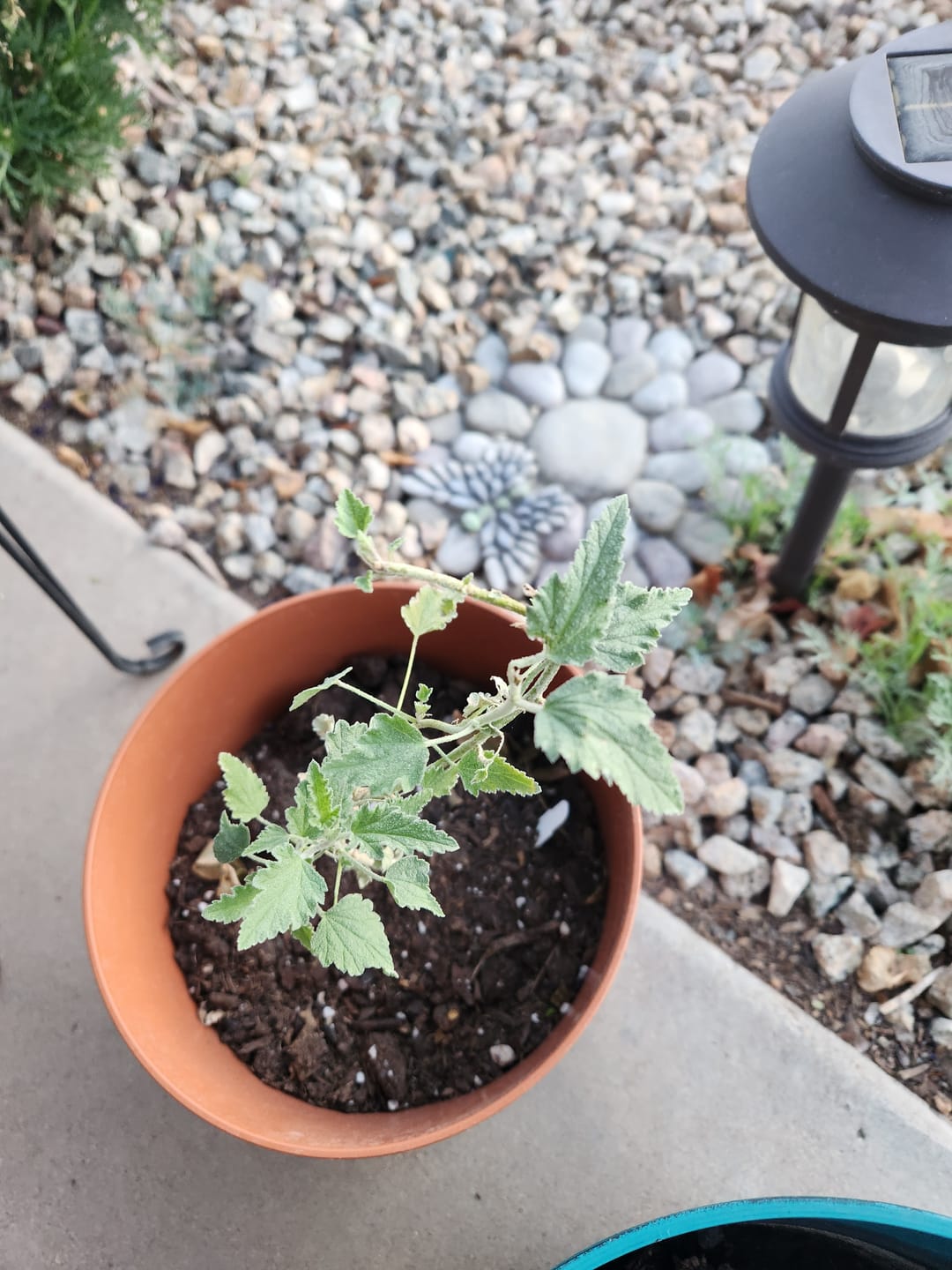 Customer photo review of Desert Mallow