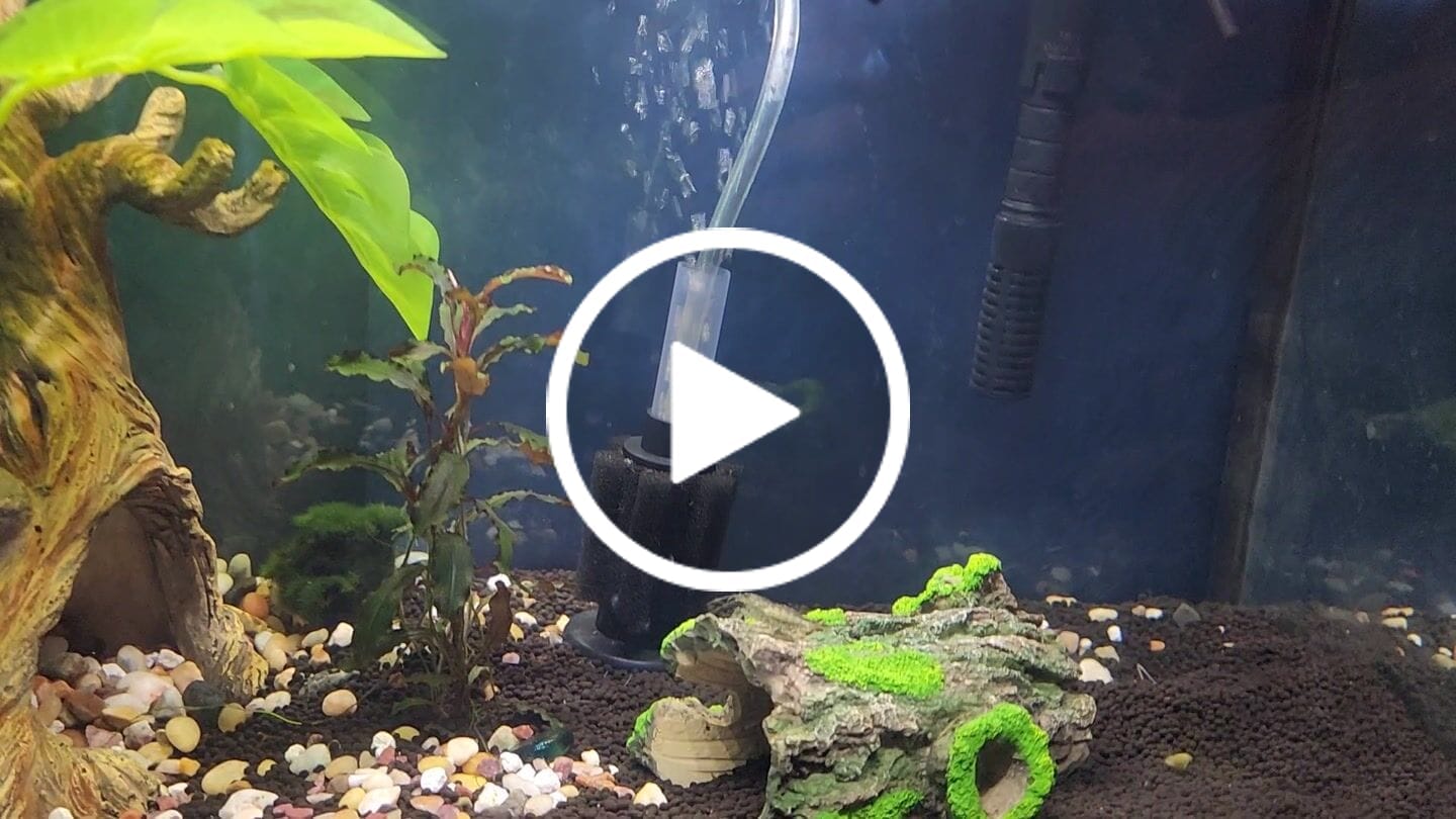 Customer video review of Blue Mystery Snail