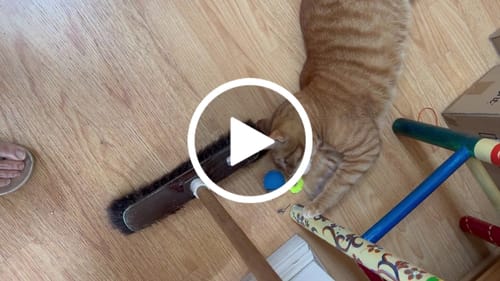 Ilona P. review of SPEEDY TAIL 2.0 image 1 out of 1