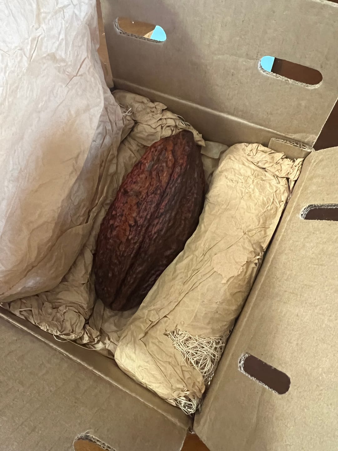 Customer photo review of Cacao (Chocolate)