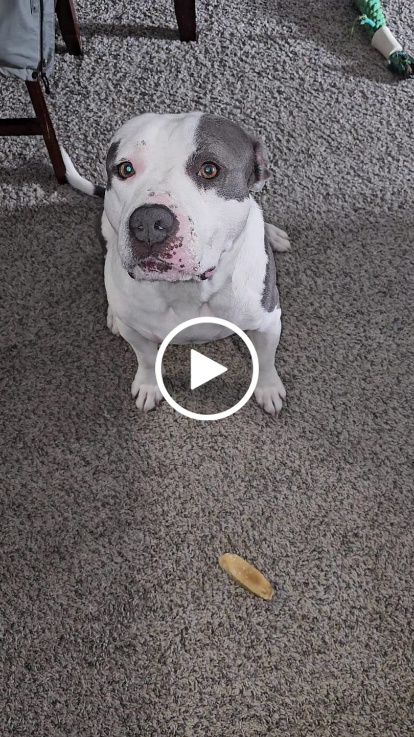 Customer video review of Beef Tendon