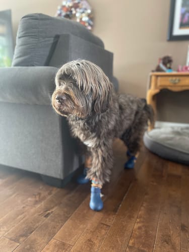 Customer photo review of WagWarmers