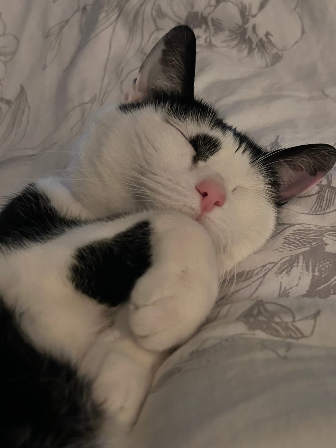 Customer photo review of FurLife™ - Natural Pheromone Calming Collar