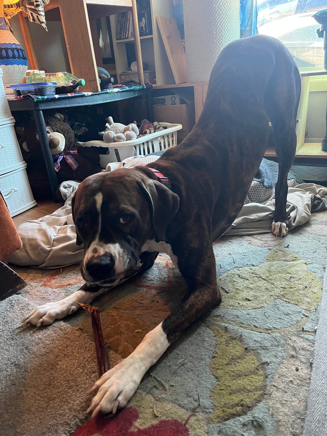 Customer photo review of 12 Inch Beef Jerky Stick