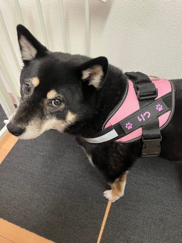 Customer photo review of FunFunPet 高機能ハーネス（お名前タグ作成サービス付き）