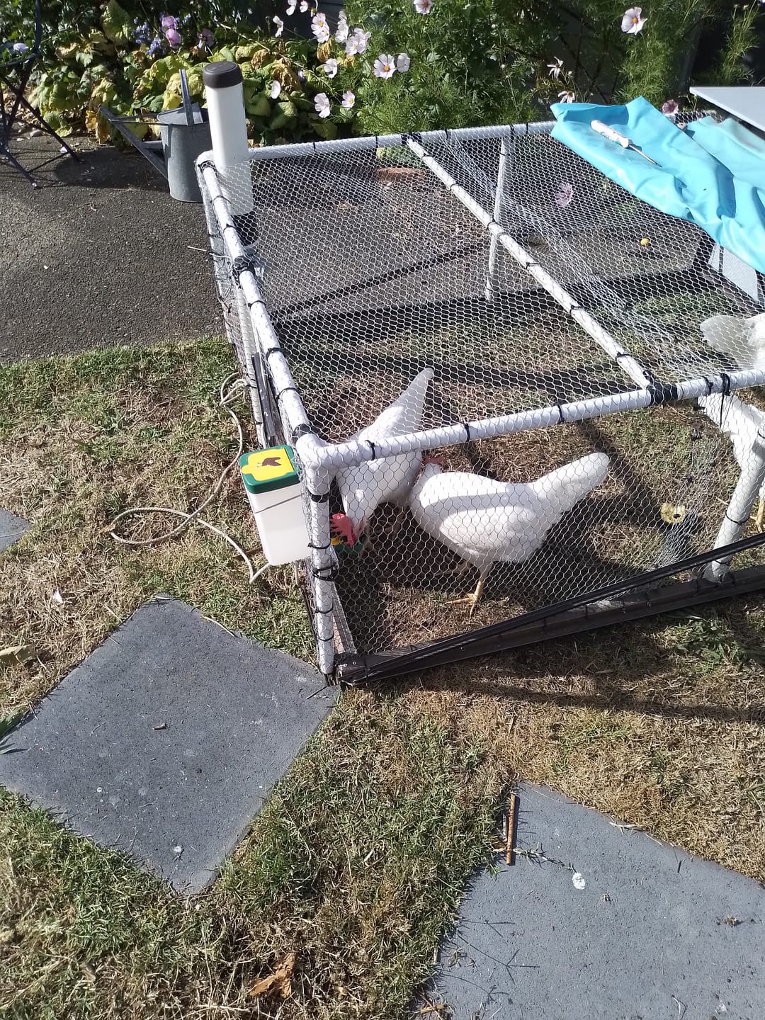 Customer photo review of Chicken Mini Cup Drinker 1 Litre