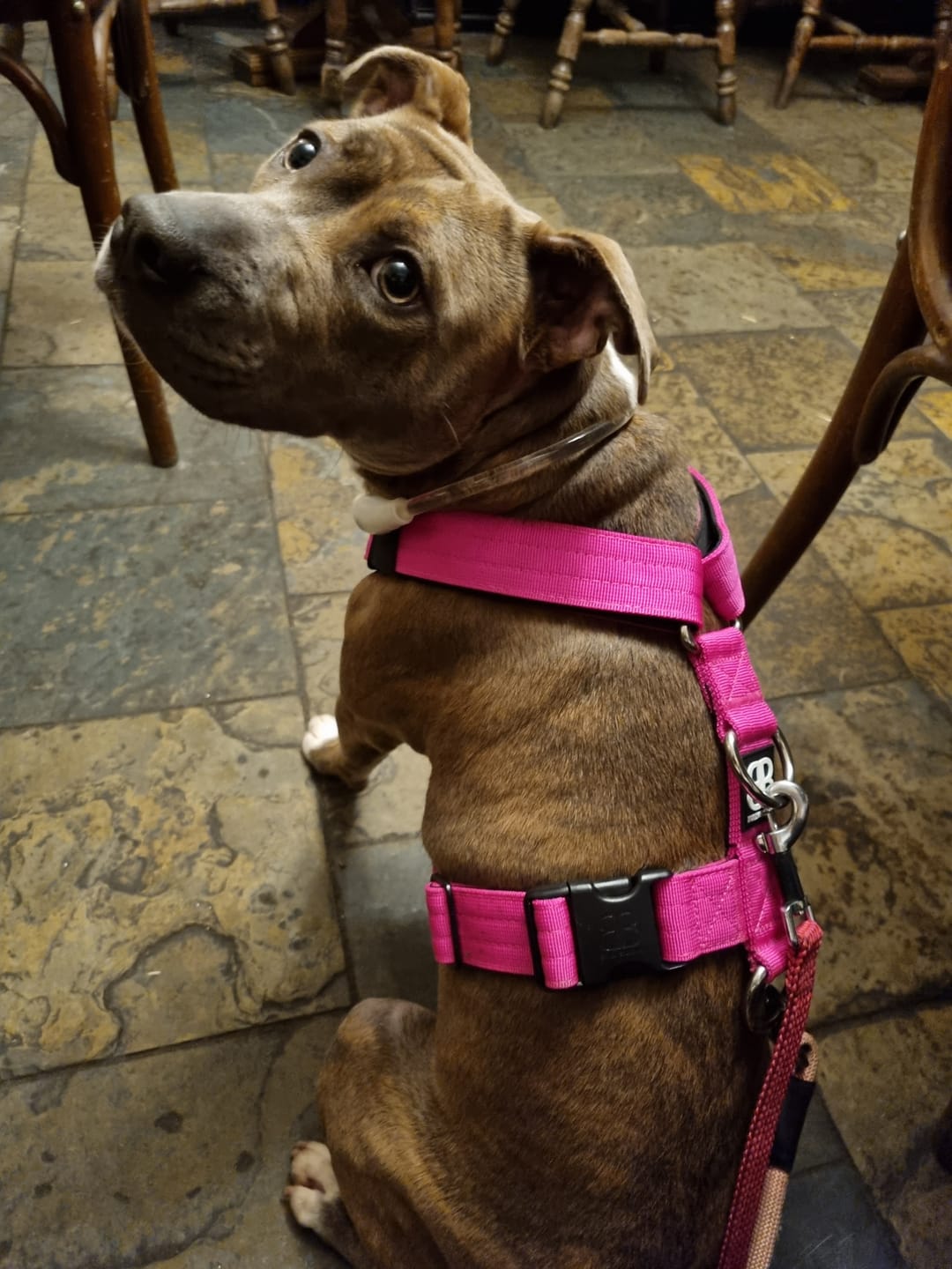 Customer photo review of Training Anti Pull TRI-Harness® | M-XL Breeds - Magenta