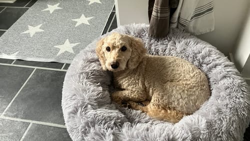 Customer photo review of CalmBed - Motverkar stress & hjälper mot ångest