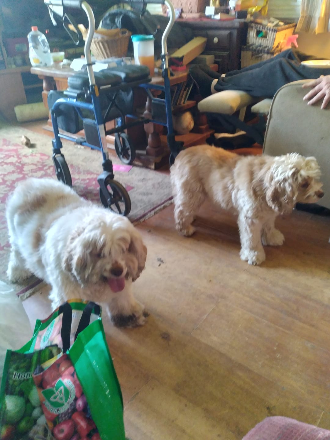 Customer photo review of FurLife Shipping Protection