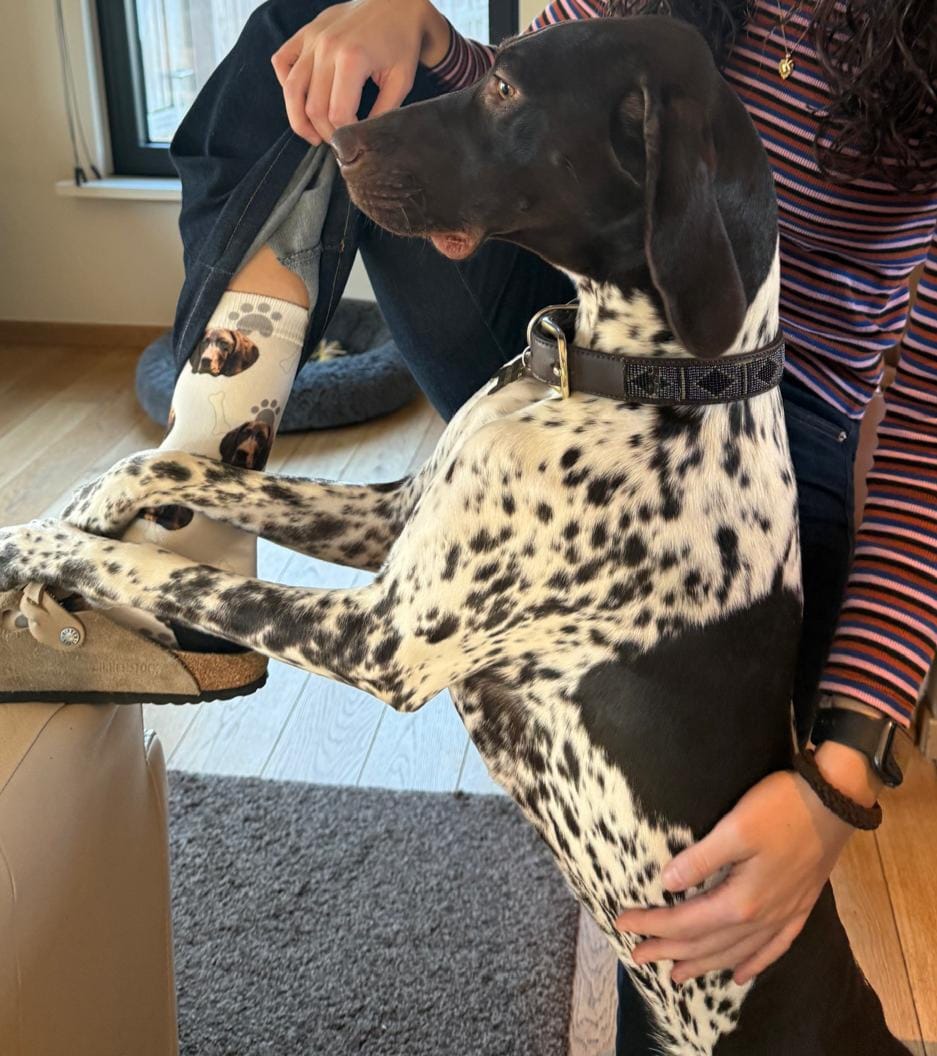 Customer photo review of FaceSock® | Custom Honden Sokken Met Foto