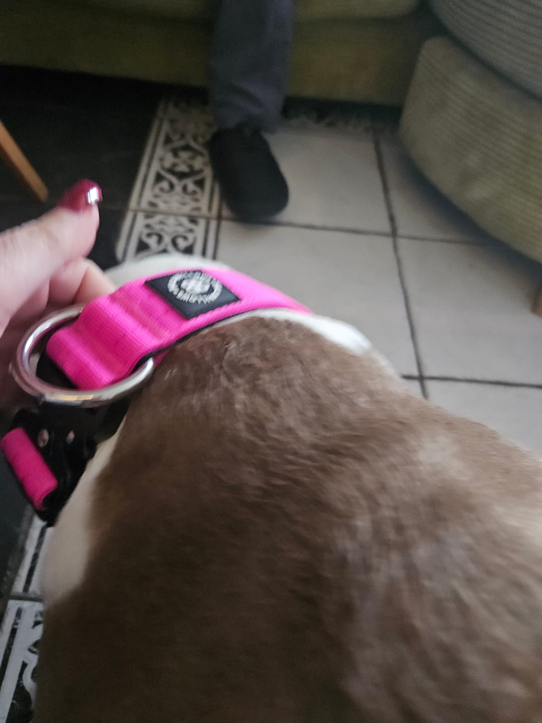 Customer photo review of 4cm Combat® Collar | Rated Clip - NO HANDLE - Magenta
