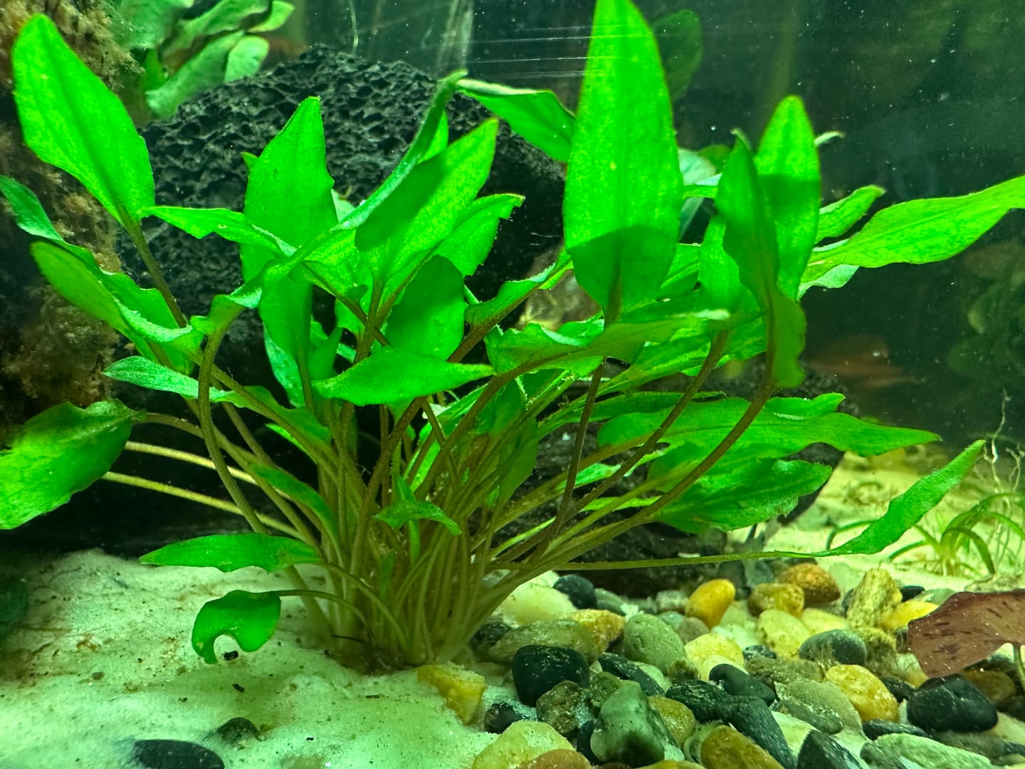 Customer photo review of Cryptocoryne Wendtii 'Green'