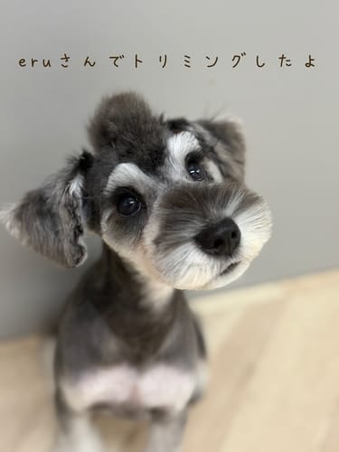 Customer photo review of FunFunPet 高機能ハーネス（お名前タグ作成サービス付き）