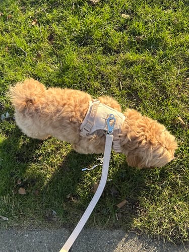 Customer photo review of Staey - Elma Hundesele, Light Rose