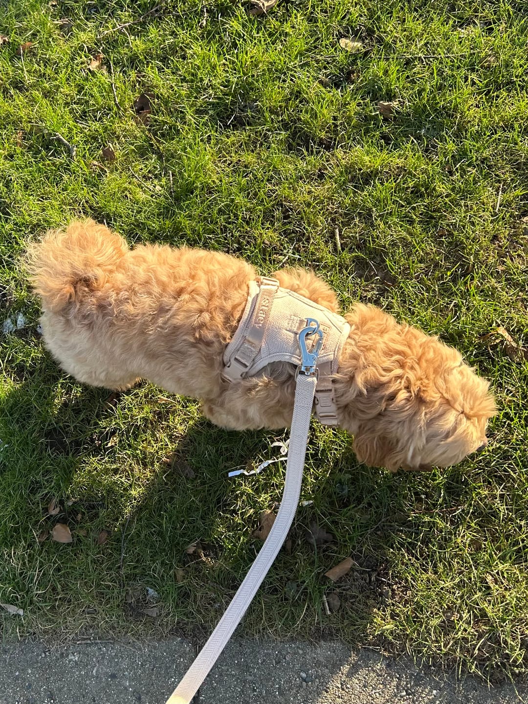 Customer photo review of Staey - Elma Hundesele, Light Rose