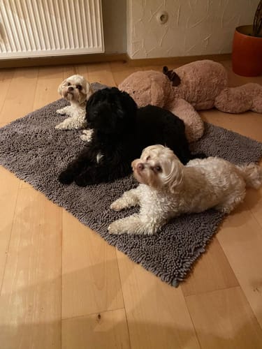Customer photo review of Premium - CleanyMat