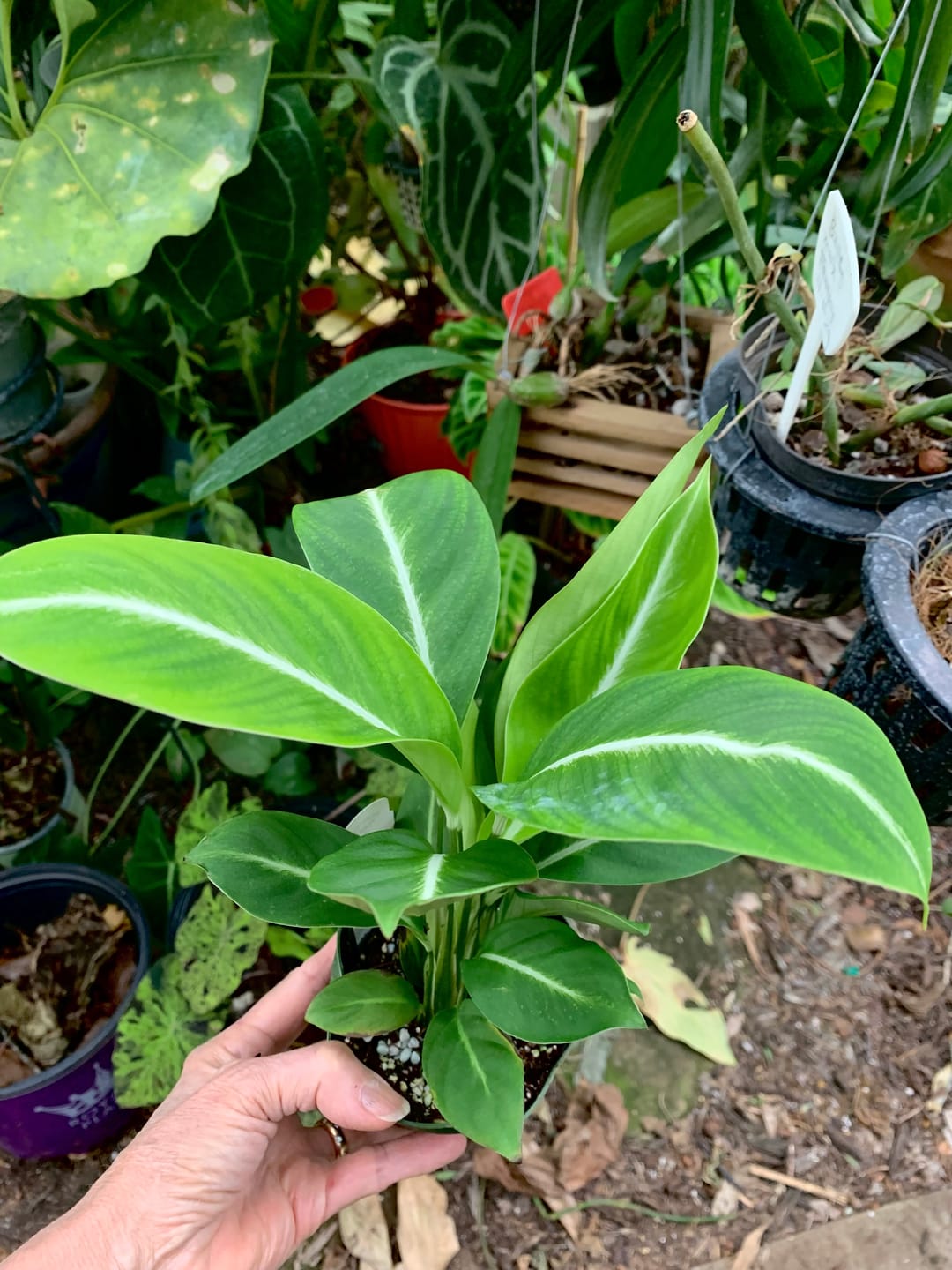 Customer photo review of Spathiphyllum 'Silver Streak'