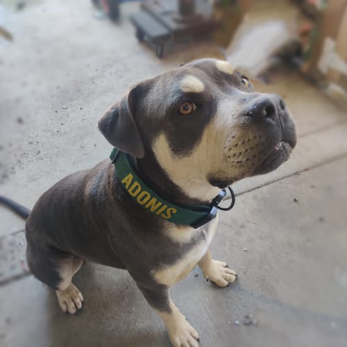 Customer photo review of Bully Proof Set Leash + Collar