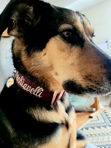 Customer photo review of 2" Tacti Luxe Dog Collar - Rose Gold - Chocolate