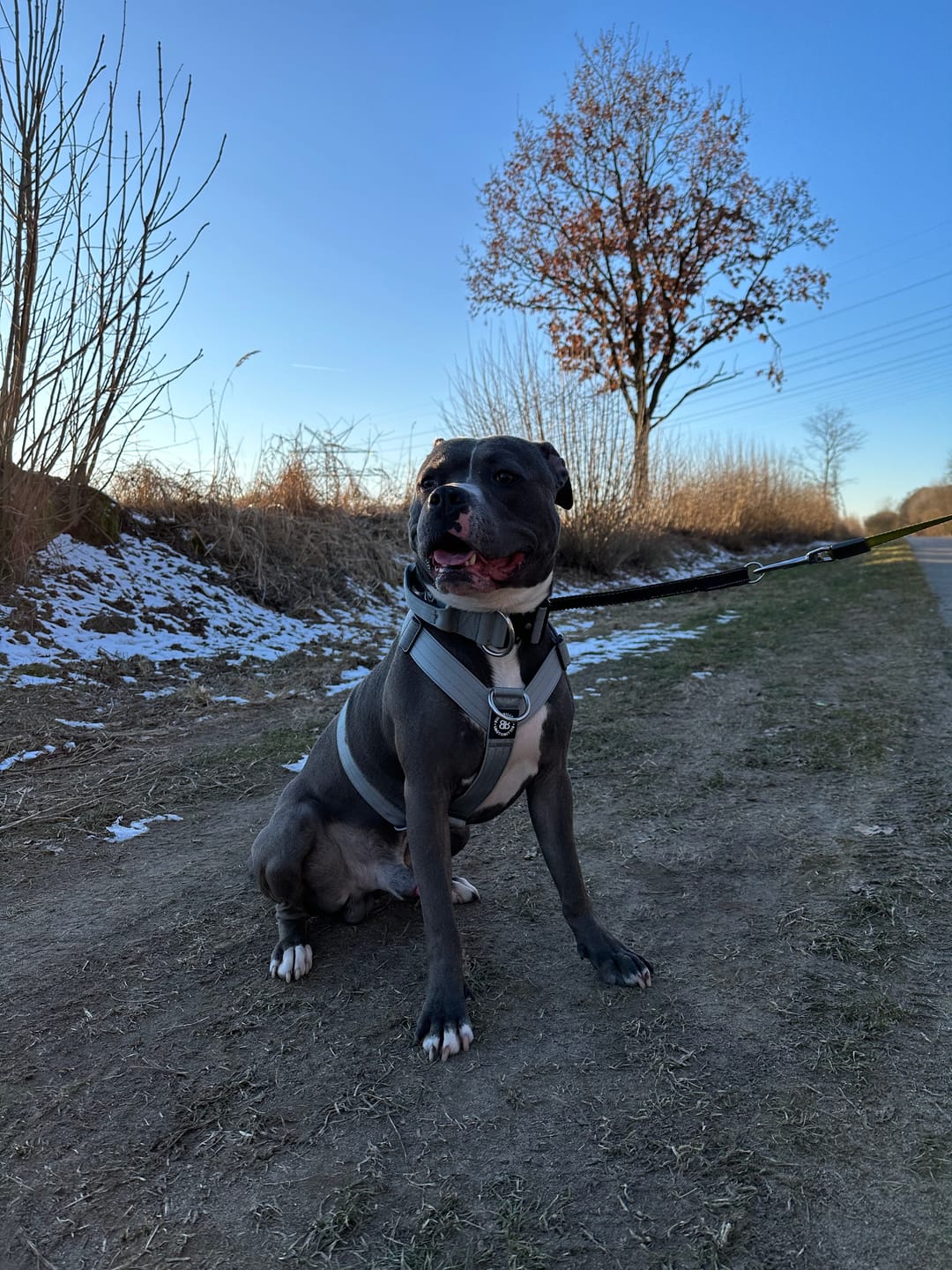 Customer photo review of Training Anti Pull TRI-Harness® | M-XL Breeds - Metal Grey