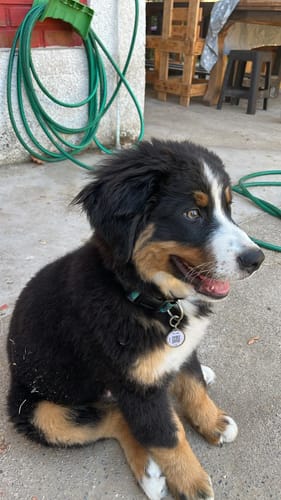 Customer photo review of Placa Azul