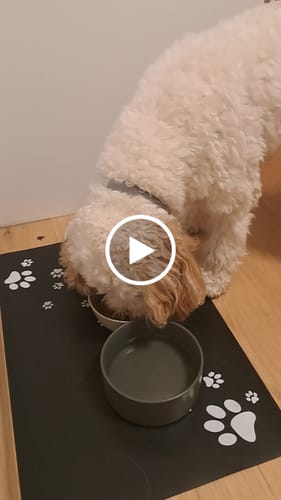 Customer video review of Frischfutter für Energiebedarf von 626 kCal/Tag