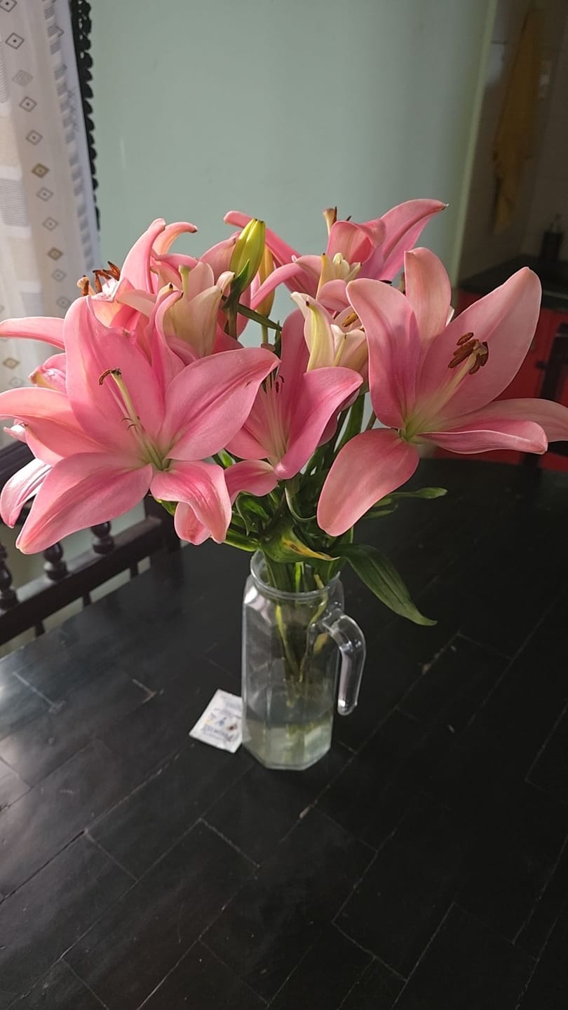 Customer photo review of Asiatic Lily