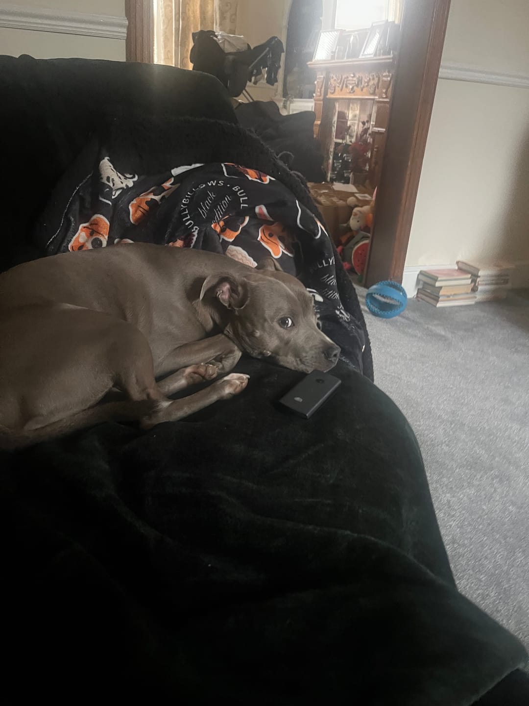 Customer photo review of Luxury Dog & Human Blanket