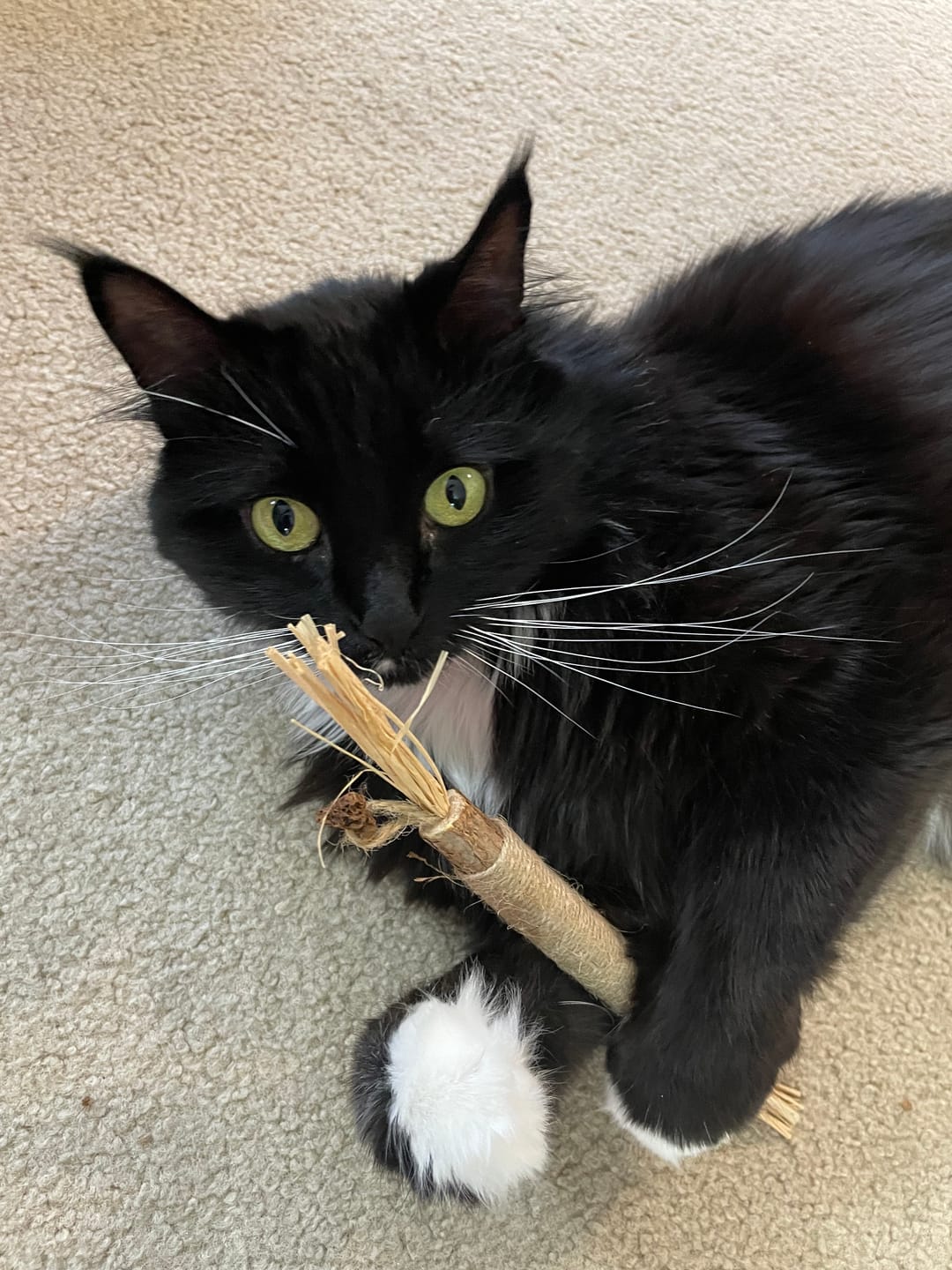 Customer photo review of RYERCAT Silvervine Cat Dental Sticks (Canada)