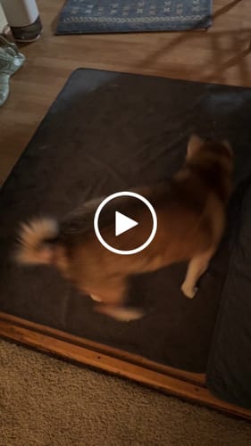 Connie G. review of SPEEDY TAIL 2.0 image 1 out of 1