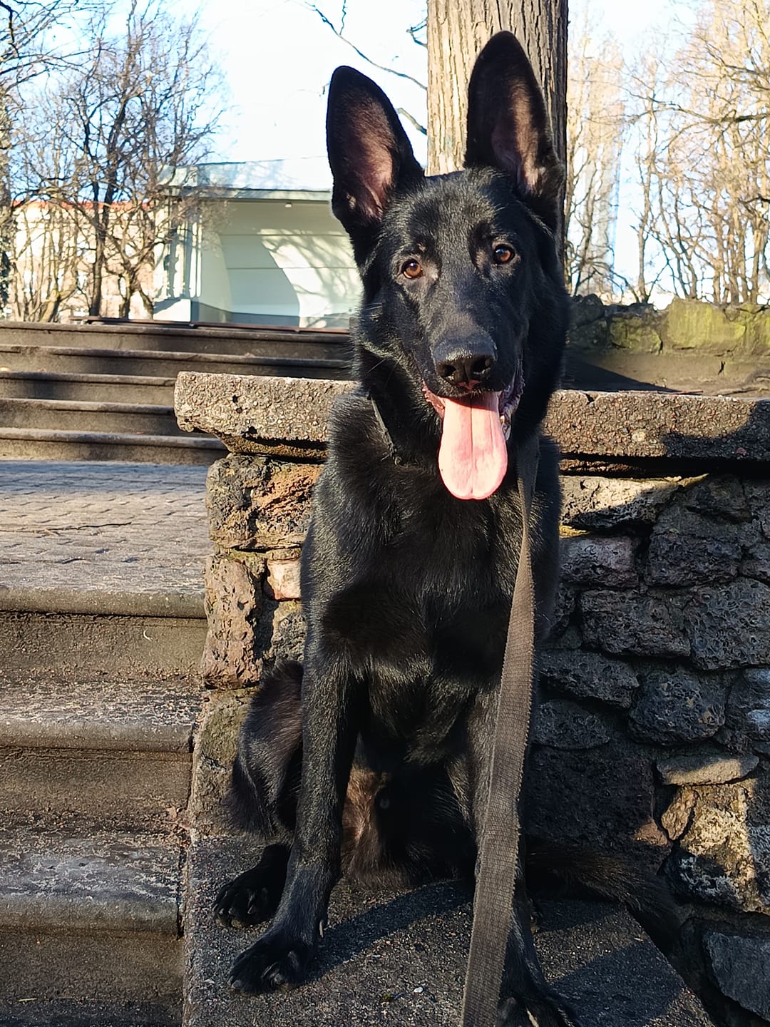 Customer photo review of Best Breeders MEDIUM/MAXI Puppy (30/15) ar zivīm