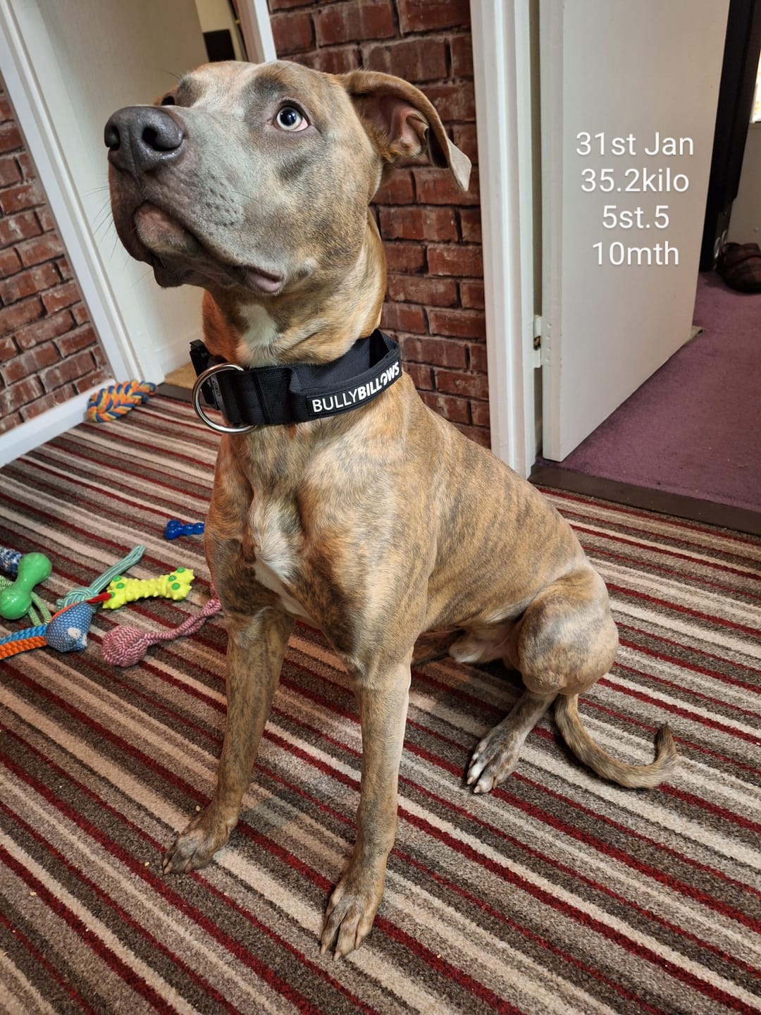 Customer photo review of 5cm Combat® Collar | With Handle & Secure Clip - Black