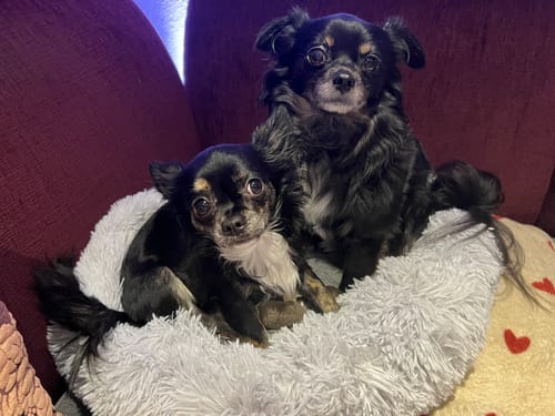 Customer photo review of Puppery Hundebett Wolke 7 - Das Original