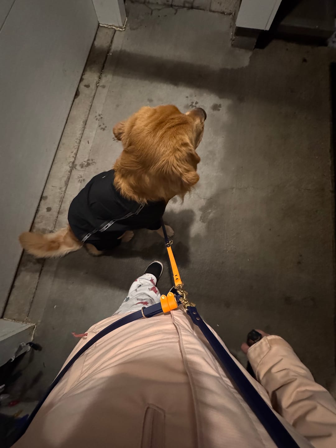 Customer photo review of Hands-Free Leash Adapter