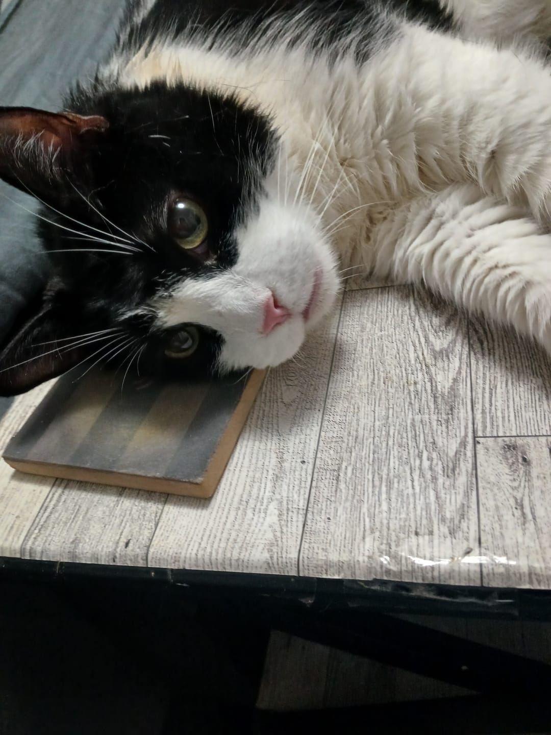 Customer photo review of Cat Arthritis & Joint Pain Relief Remedy