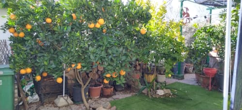 Customer photo review of FERTIBONO Abono Citricos Premium para Limonero y Naranjos, 20-5-10 con Hierro, Calcio, Mat. Orgánica, Azufre, Magnesio y Manganeso - Evita Amarillo en Hojas, Fortalece Raíces y Mejora Frutos, (20kg)