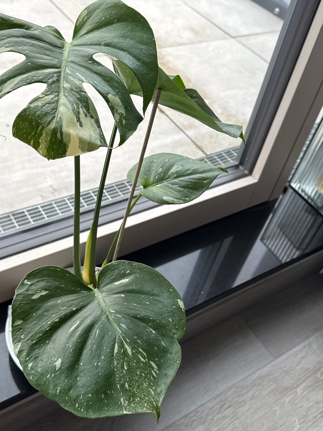Customer photo review of MONSTERA THAI CONSTELLATION
