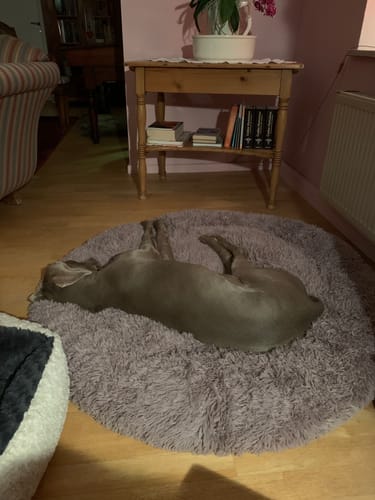 Customer photo review of Puppery Hundebett Wolke 7 - Das Original